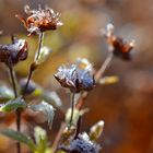 Icy Flowers