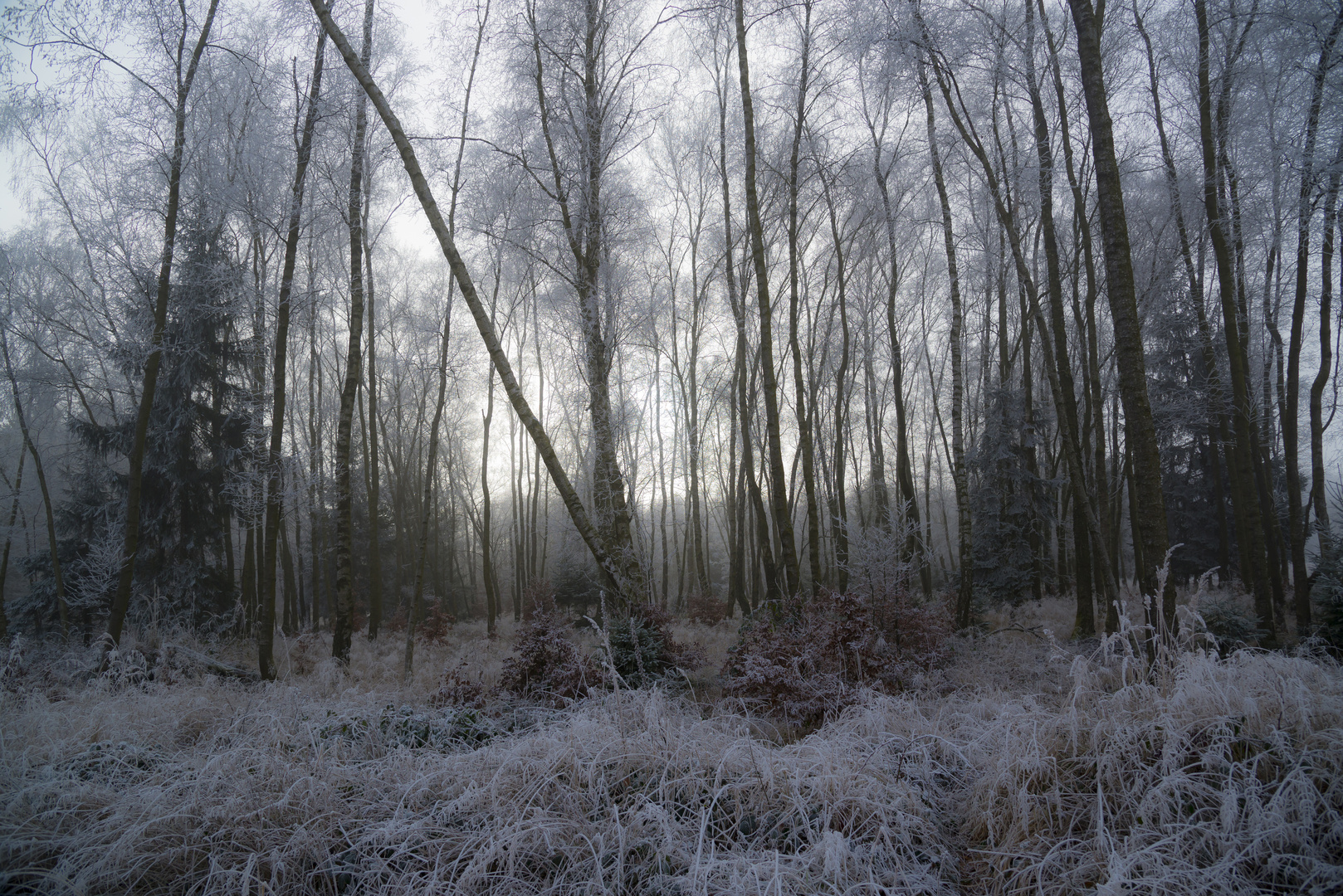 icy forest