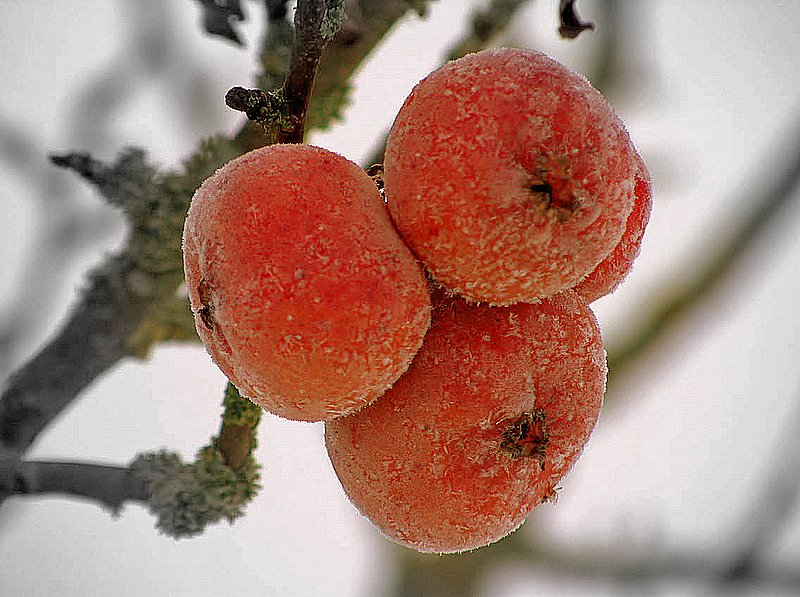 Icy Fruit