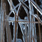 Icy grass in Belgium