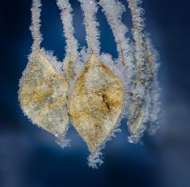 icy leaf