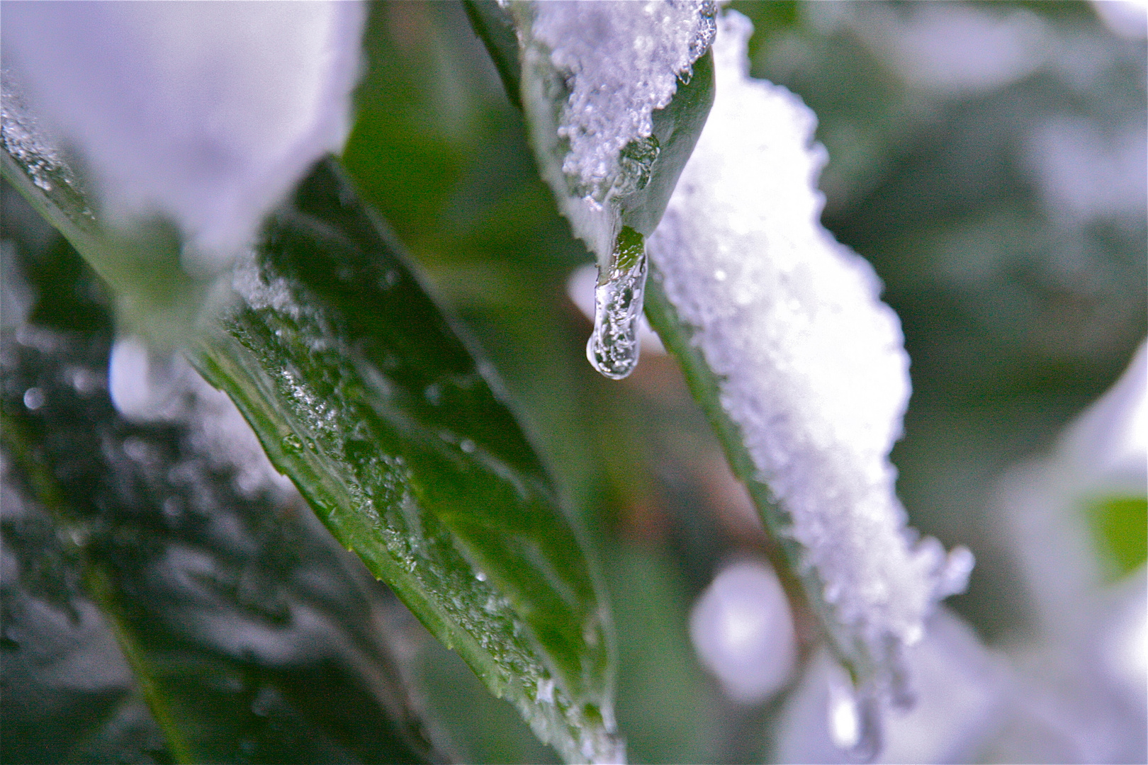 icy leaves