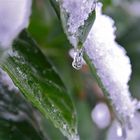 icy leaves