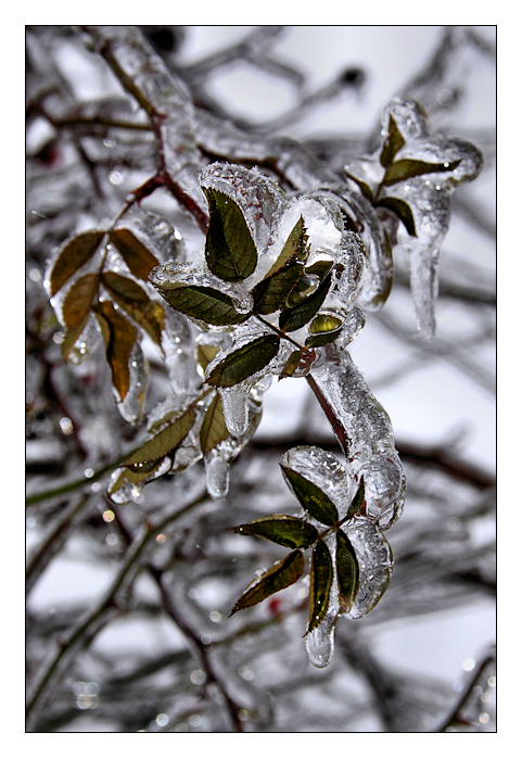 icy leaves