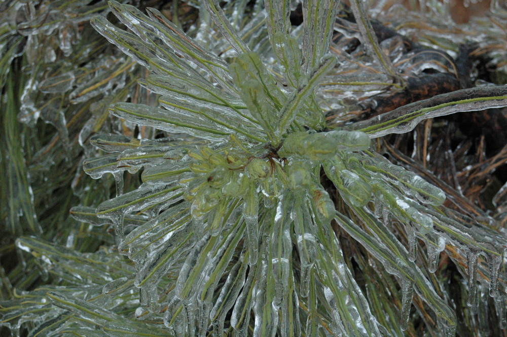 icy pine