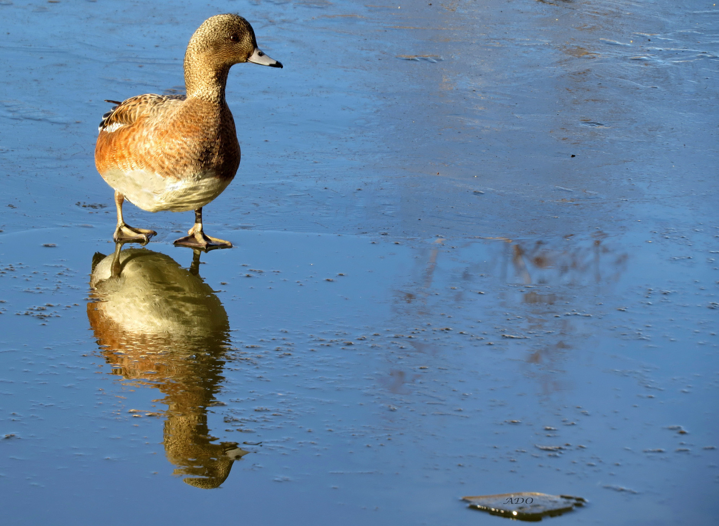 Icy Reflections