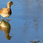 Icy Reflections