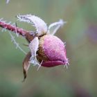 icy rose bud