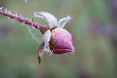 icy rose bud