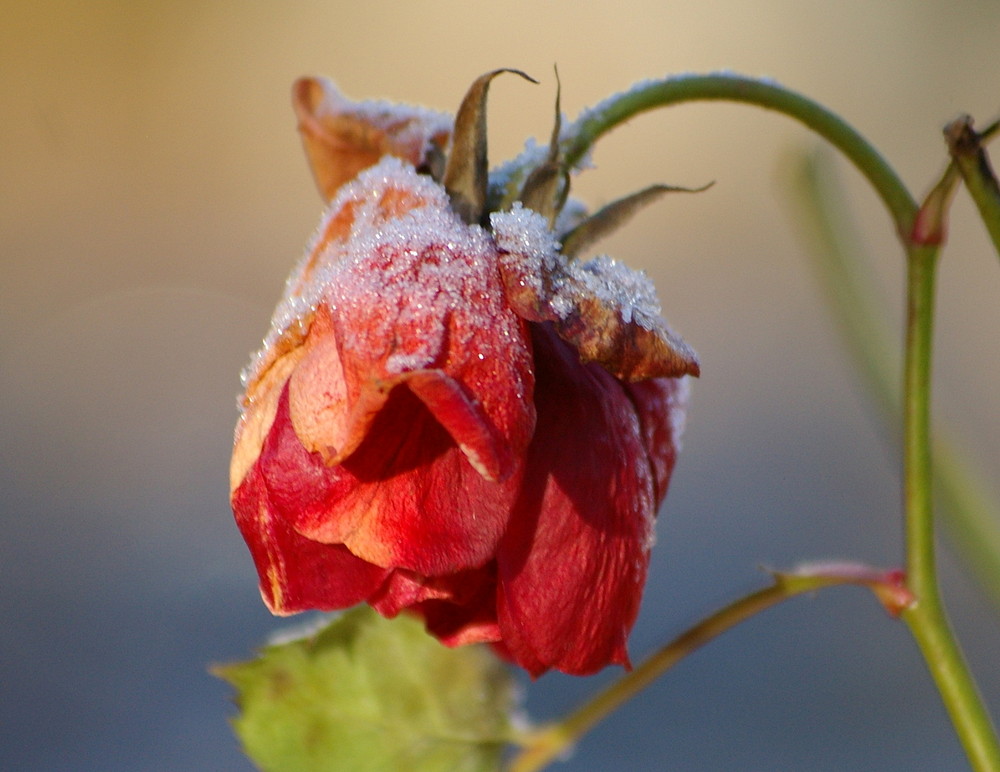 Icy Roses