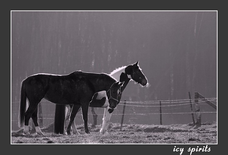 icy spirits