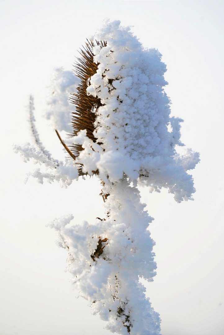 Icy teasel