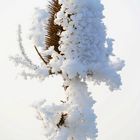 Icy teasel