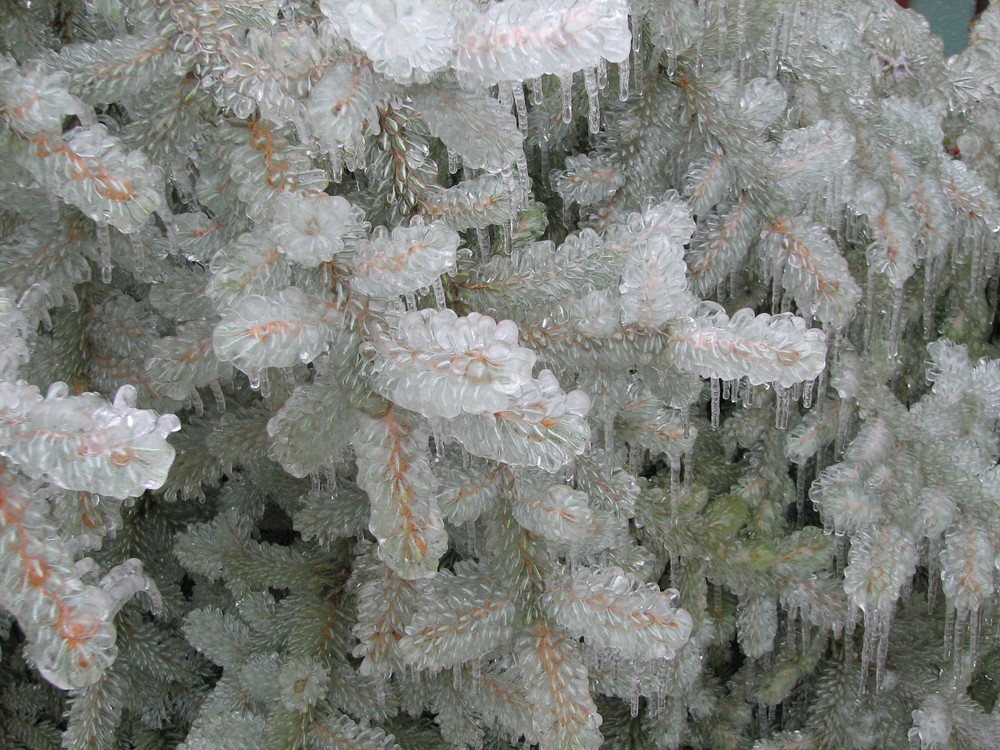 Icy tree