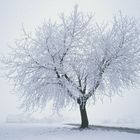 Icy Tree