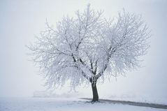 Icy Tree