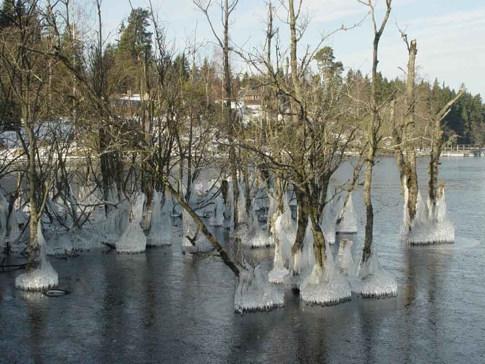 Icy trees