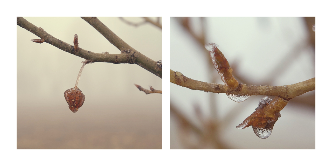 icy winter morning