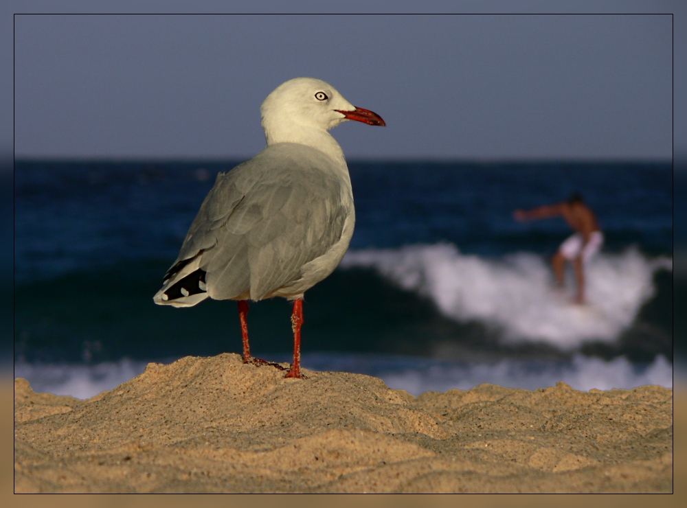 "I'd like to go surfing"...