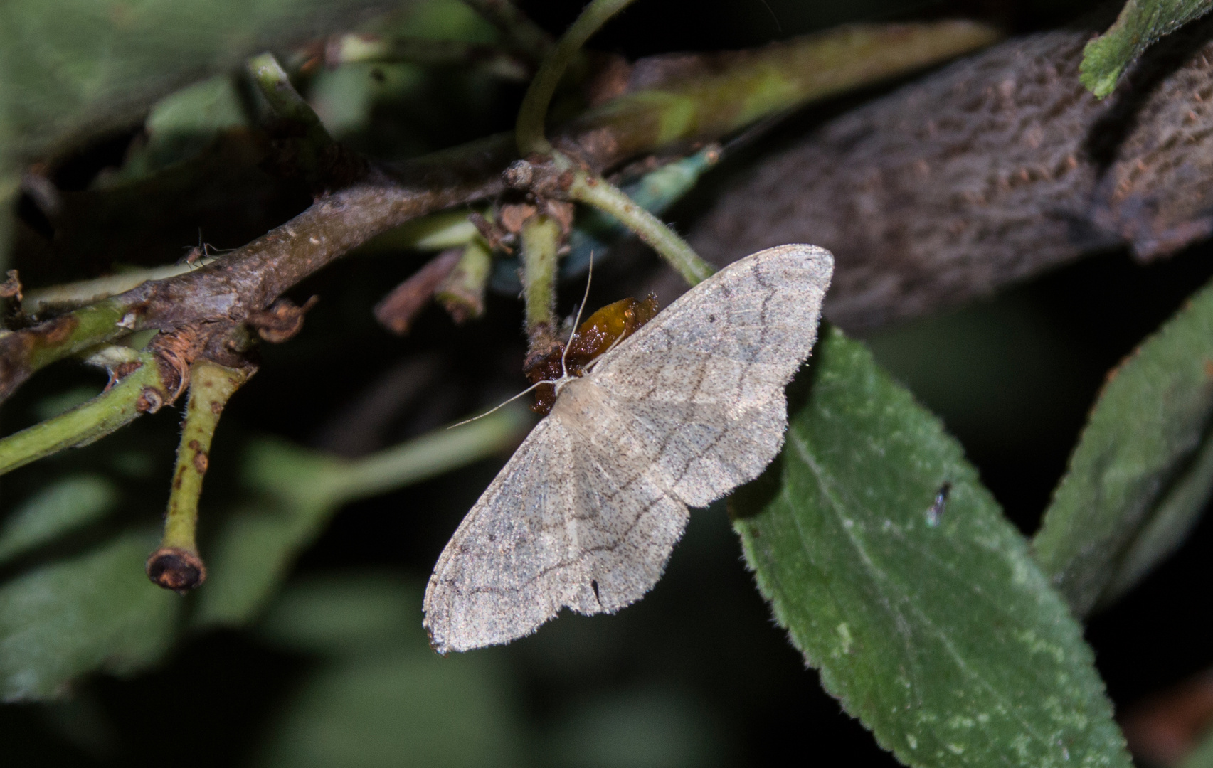 Idaea aversata