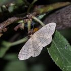 Idaea aversata