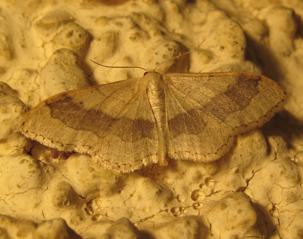 Idaea aversata- breitgebänderter Staudenspanner