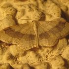 Idaea aversata- breitgebänderter Staudenspanner