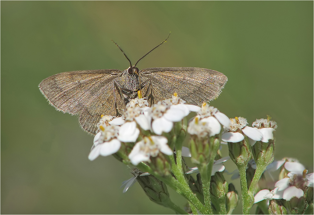   Idaea aversata