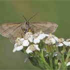   Idaea aversata