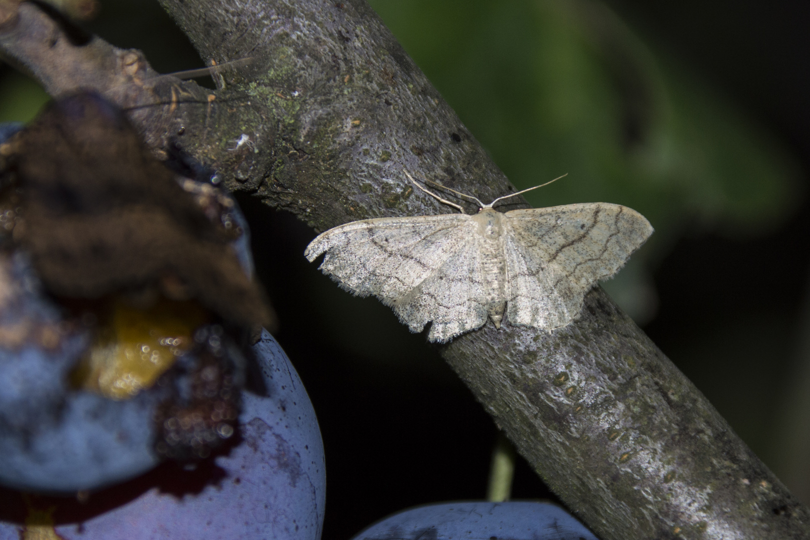 Idaea aversata - Form remutata