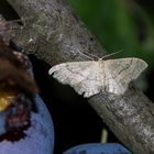 Idaea aversata - Form remutata