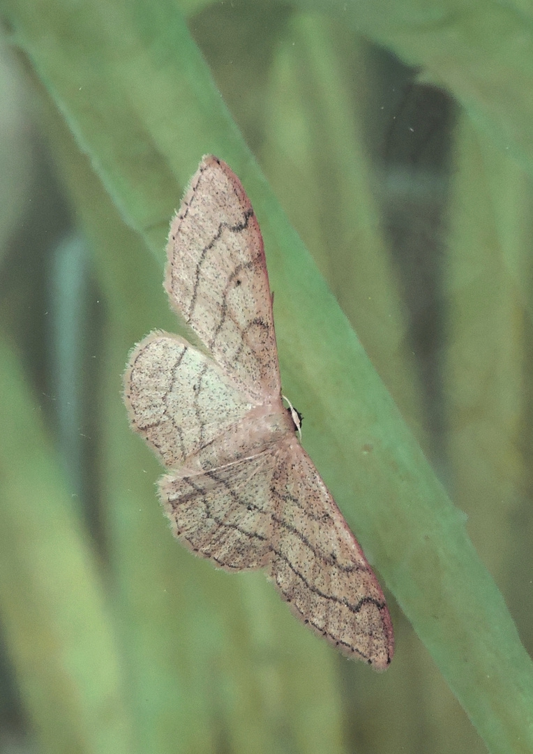 Idaea aversata f.remutata