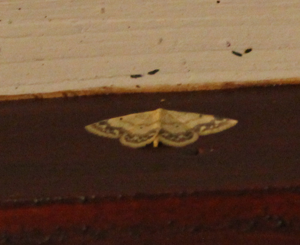  Idaea biselata 