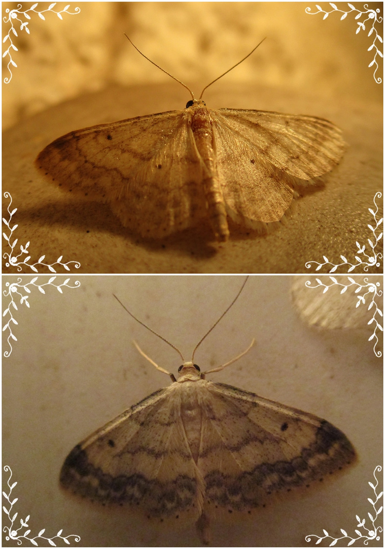  Idaea biselata- Breitgesäumter Zwergspanner