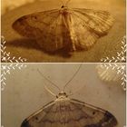  Idaea biselata- Breitgesäumter Zwergspanner