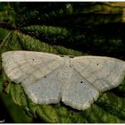 Idaea deversaria