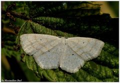 Idaea deversaria