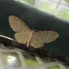  Idaea fuscovenosa -Graurandiger Zwergspanner