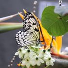 Idaea leucone- weisse Baumnymphe  