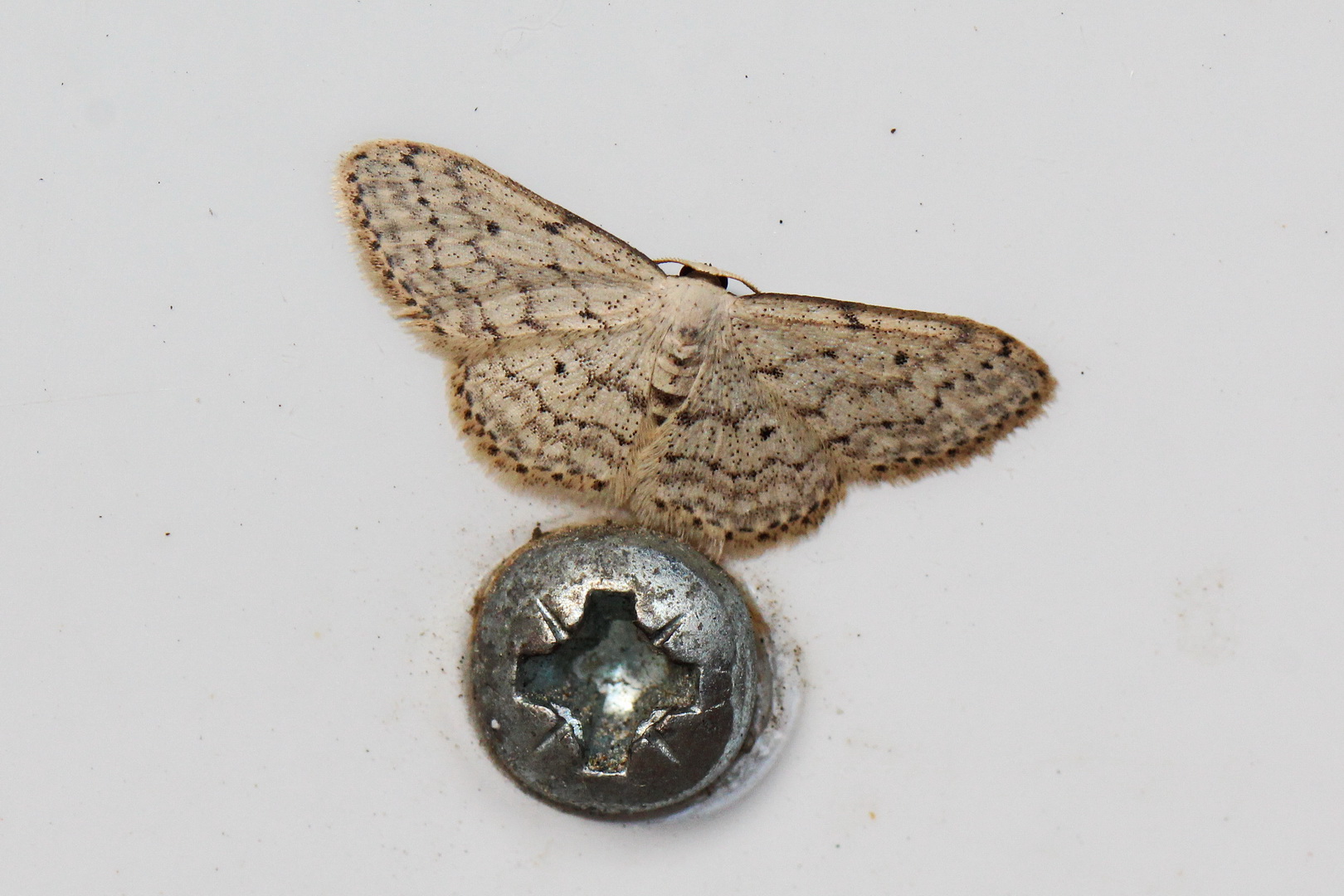 Idaea seriata