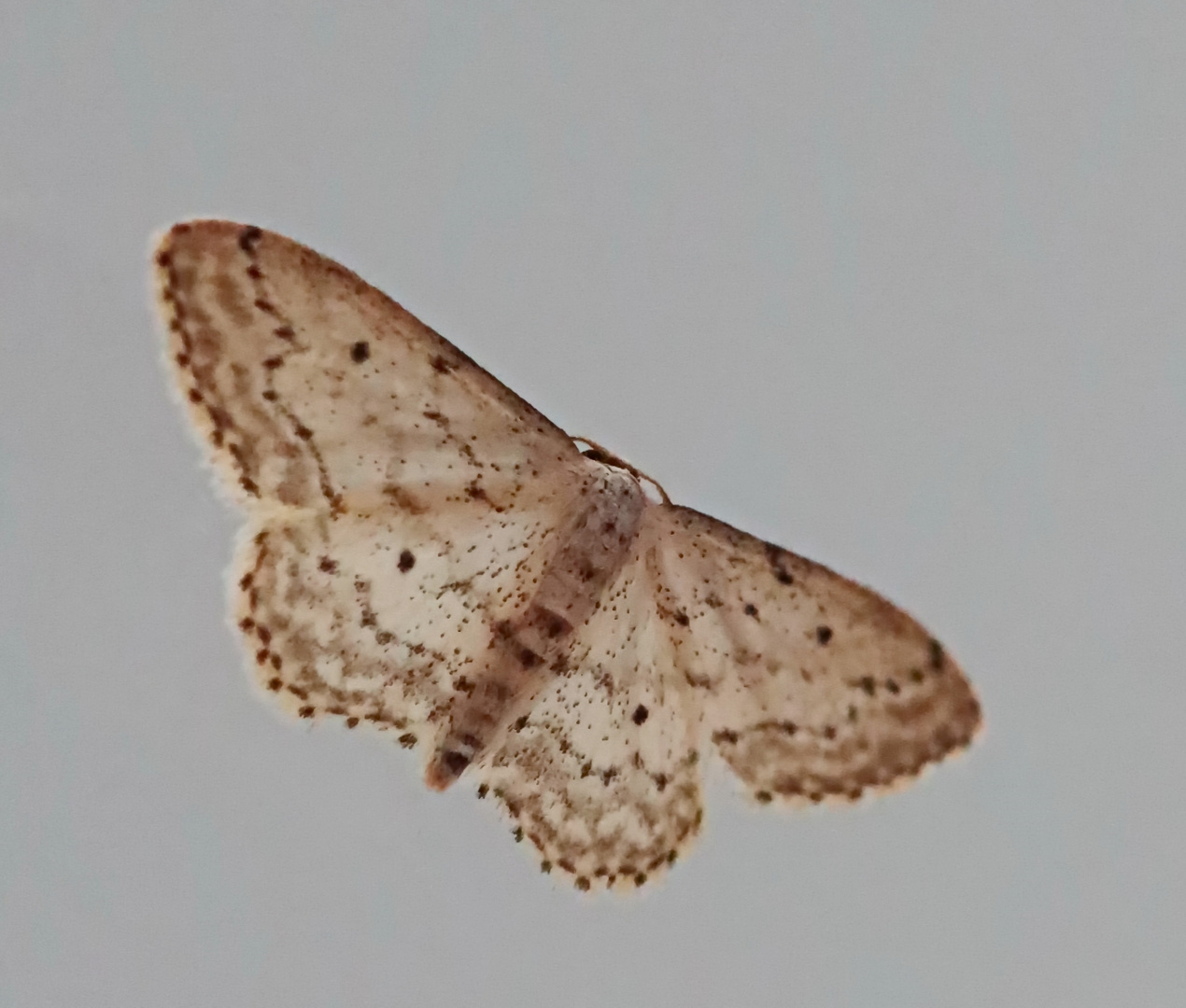 Idaea seriata