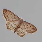 Idaea seriata