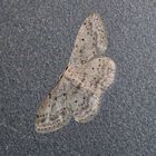 Idaea seriata