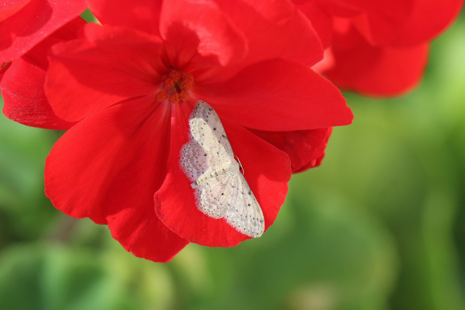 Idaea seriata