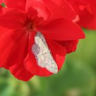 Idaea seriata