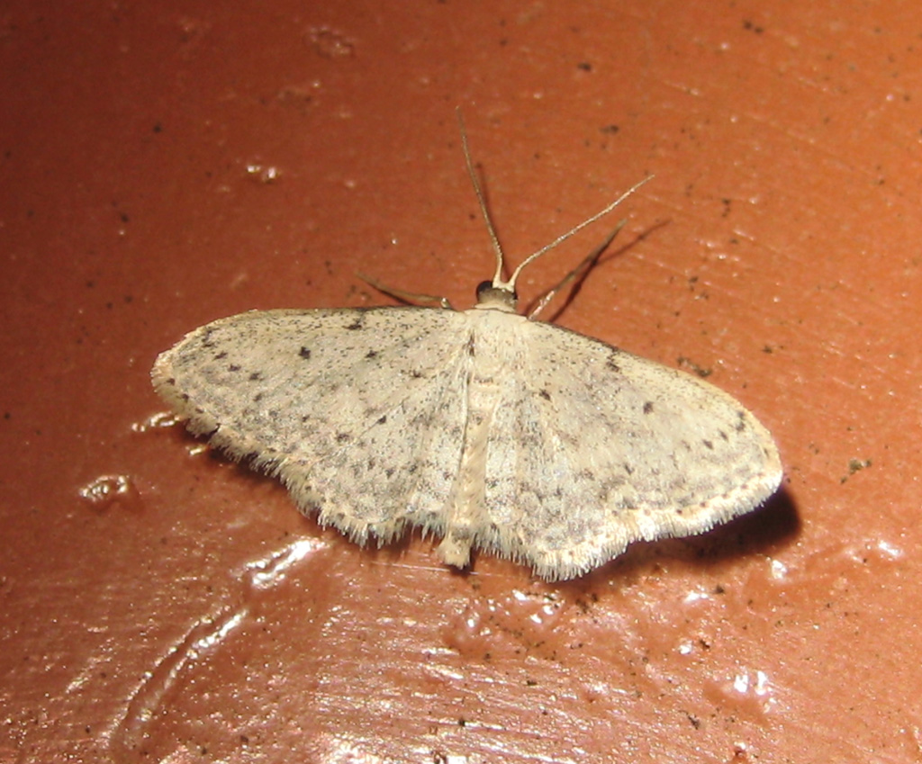 Idaea seriata- grauer Zwergspanner? Danke Clem und Peter für die Bestimmungshilfe