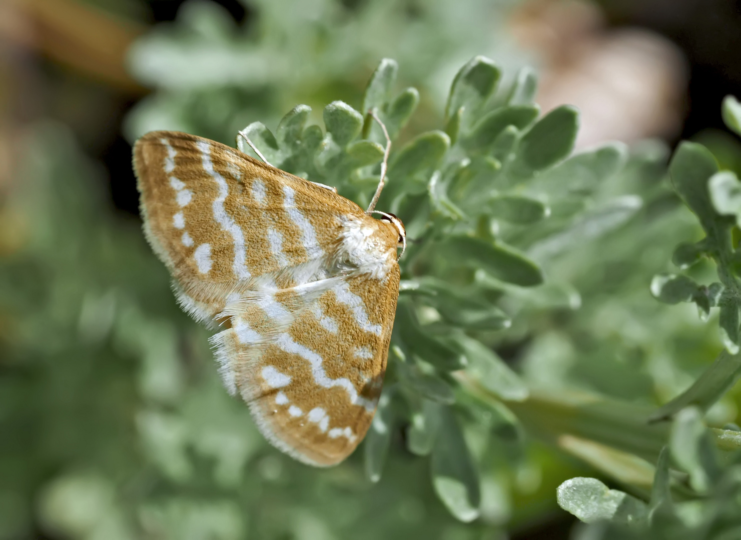 Idaea sericeata: ein extrem seltener Spanner! - L'Acidalie soyeuse. 