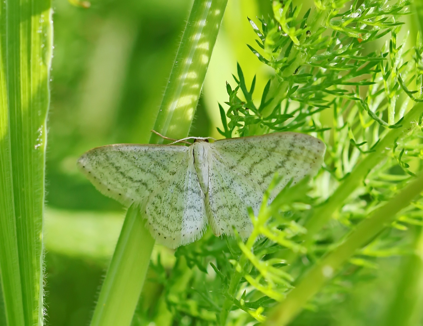 Idaea subsericeata