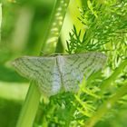 Idaea subsericeata