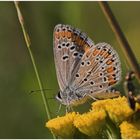 Idas-Bläuling (Lyaceides idas)???